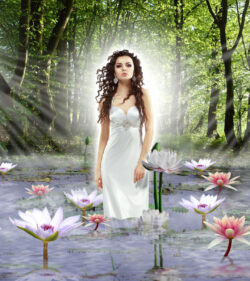 Lilies In The Mist